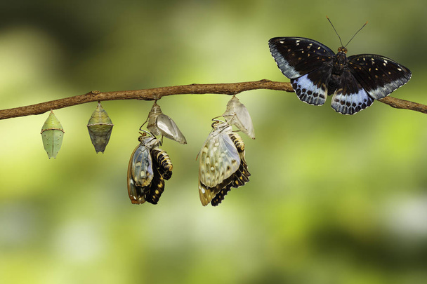 Transformación de la mariposa Archiduque Común Masculino emergiendo de c
 - Foto, Imagen