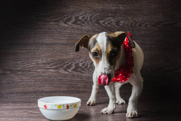 El perro come de un plato
 - Foto, imagen