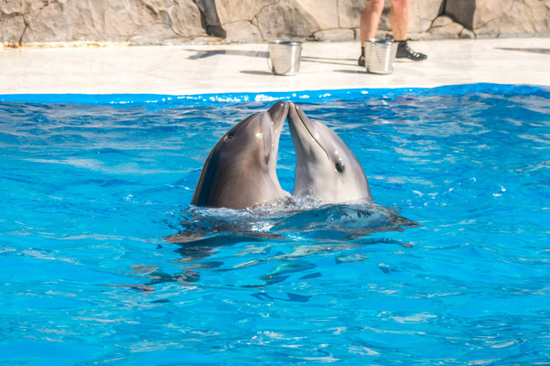 een schattig dolfijnen tijdens een toespraak bij het Dolfinarium, Batoemi, Geo - Foto, afbeelding