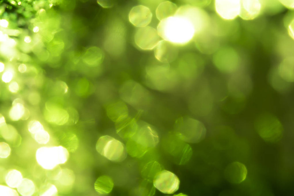 Yeşil doğanın bulanıklık  - Fotoğraf, Görsel