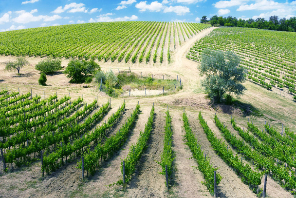 Vineyards near the city of San Gimignano, Tuscany, Italy - Фото, зображення