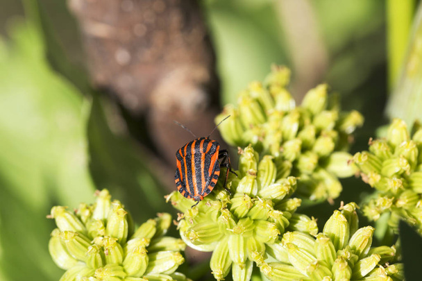 Detail of red Bug in the Nature, Graphosoma lineatum - Photo, Image