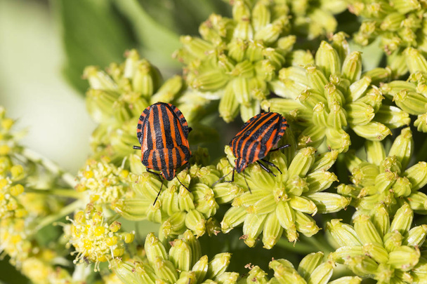 Detail of red Bug in the Nature, Graphosoma lineatum - Photo, Image