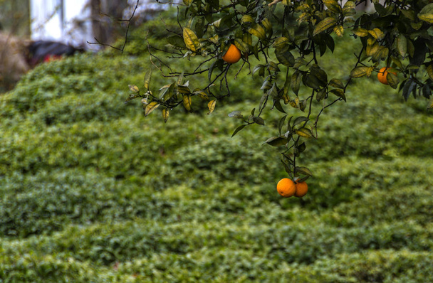 Rize tea garden - Zdjęcie, obraz