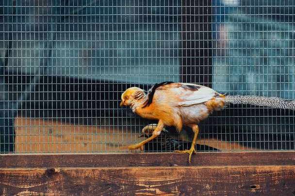 pheasants in cage - 写真・画像