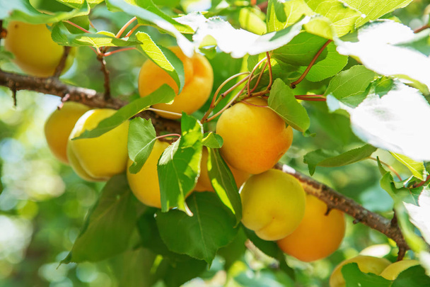 Frutos de damasco maduros que crescem em um galho de damasco no pomar. Amadurecimento do damasco
 - Foto, Imagem