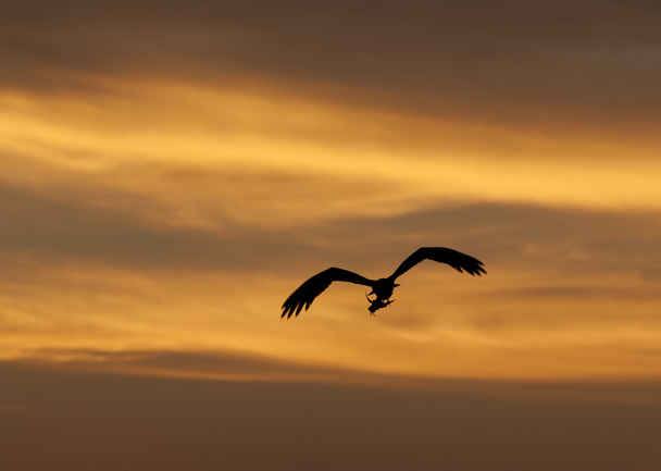 μεγάλο κυνήγι Ψαραετός πουλί κατά την πτήση στο ηλιοβασίλεμα - Φωτογραφία, εικόνα