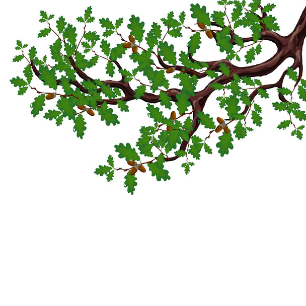 A green branch of a large oak tree with acorns. Volumetric drawing without a mesh and a gradient. Isolated on white background. illustration - Vektori, kuva