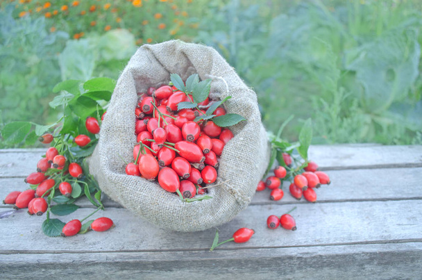 Linen bag with rosehip berries - Photo, Image
