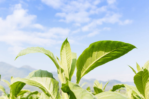 Nicotiana tabacum kruidachtige plant - Foto, afbeelding