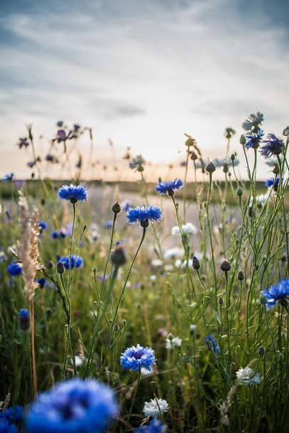 Blooming wild cornflower and chamomile at the meadow  - Zdjęcie, obraz