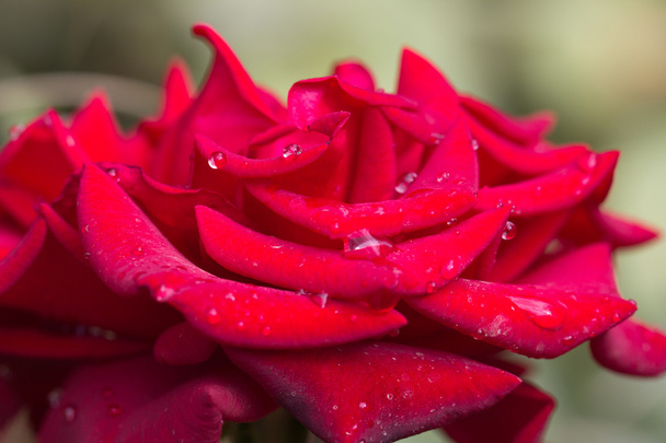water drops on a red rose. macro - Foto, Imagen