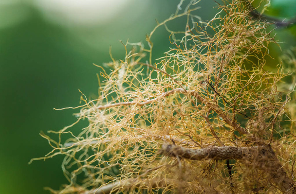 An abstract close up of a tree roots. Shallow depth of field - Foto, Bild