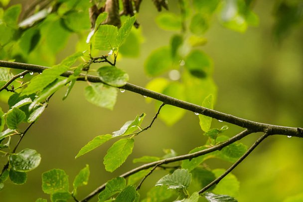 A beautiful, tranquil rain drops on a branch of an alder tree in - Photo, Image