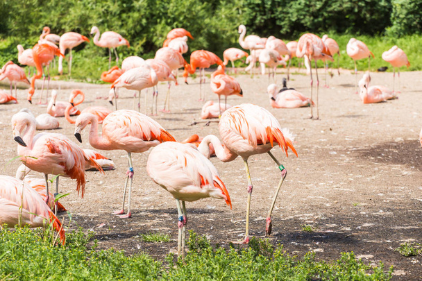 Grupo de flamingos rosa
 - Foto, Imagem