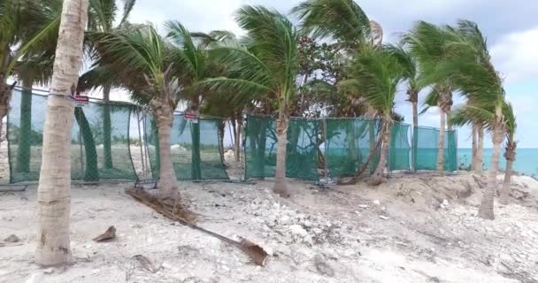 φοίνικες στην αμμώδη παραλία - Πλάνα, βίντεο