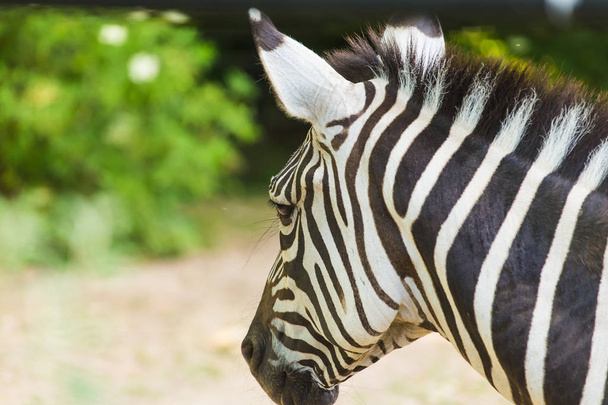 Portrait of a Zebra with head to side - Foto, Imagem