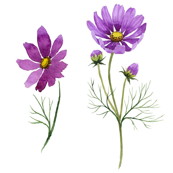 Wildflower kosmeya flower in a watercolor style isolated. - Photo, Image