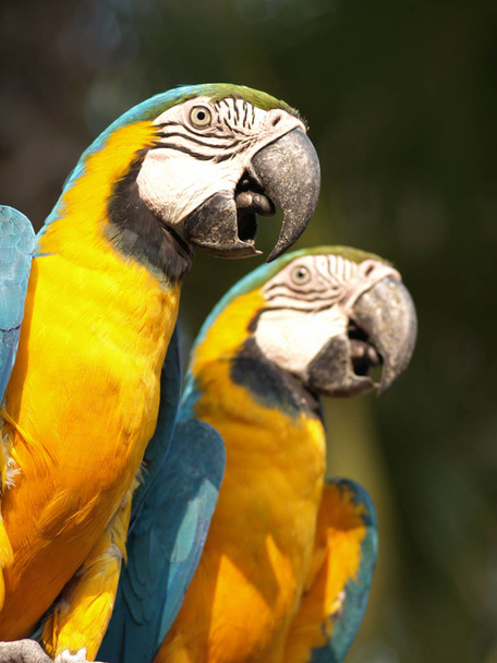Синий и жёлтый ара - Фото, изображение
