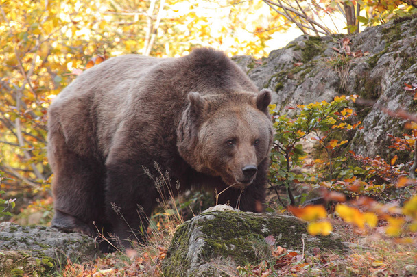 Barna medve az erdőbe - Fotó, kép