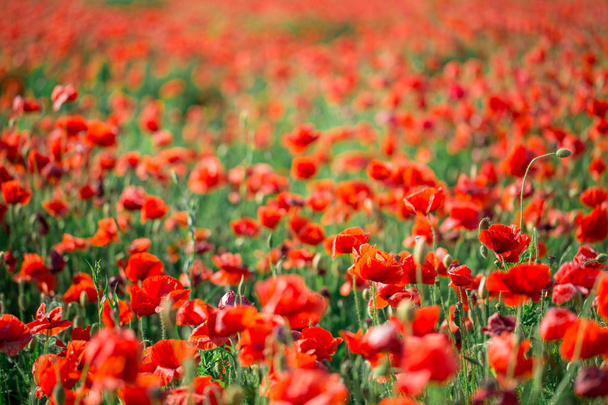 Blossoms of poppies in the fields in the South of Russia - Фото, зображення
