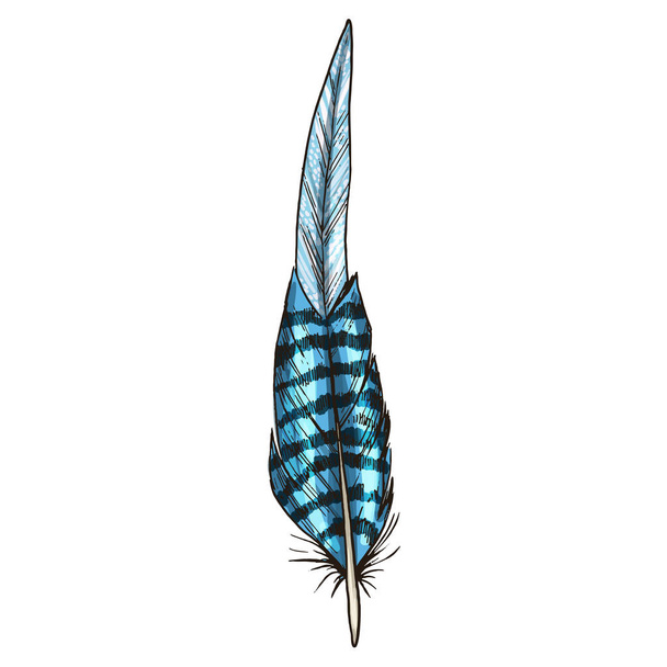 Pluma de pájaro azul detallada colorida, aislada sobre fondo blanco. Ilustración vectorial
. - Vector, imagen