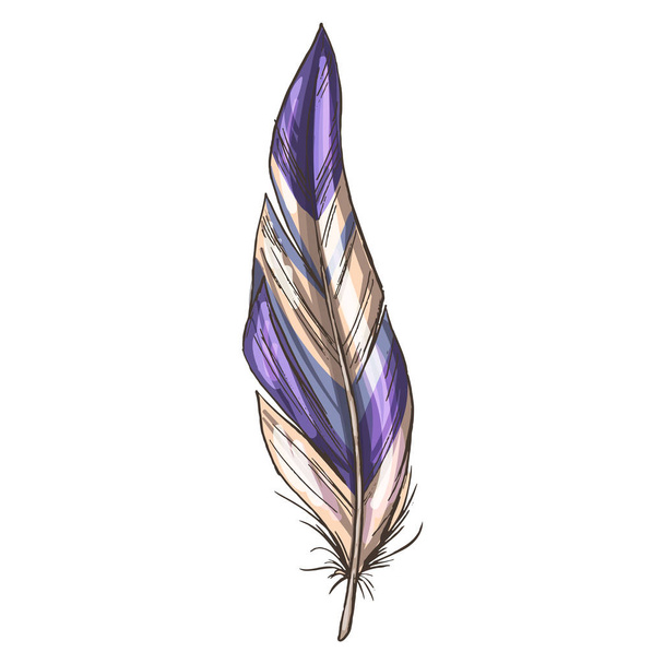 Colorful detailed beige and violet bird feather, isolated on white background. Vector illustration. - Wektor, obraz