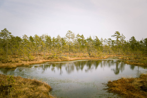 Un hermoso paisaje primaveral de un pantano con estanques de agua
 - Foto, Imagen
