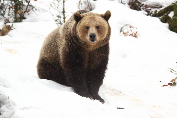 Urso castanho na neve
 - Foto, Imagem