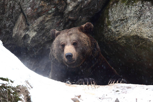 Brown bear into the snow - Photo, Image
