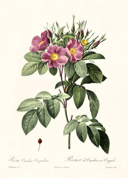 Carolina Rose vintage illustration - Photo, Image