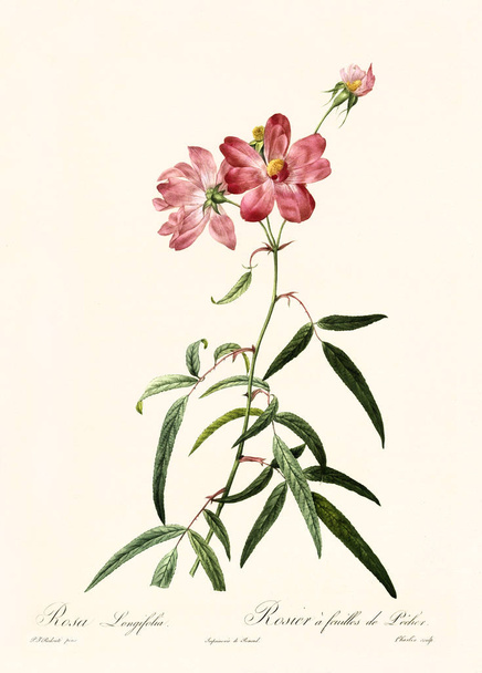 Rosa longifolia ilustración vintage
 - Foto, Imagen