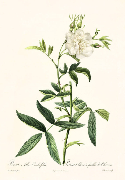 Rosa alba cimboefolia vintage illustratie - Foto, afbeelding