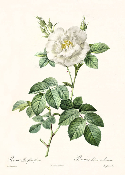 Rosa alba flore pleno vintage illustration - Fotoğraf, Görsel