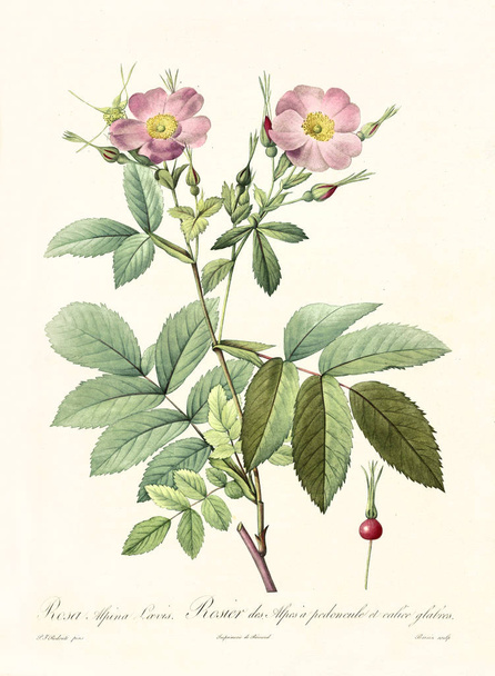 Rosa alpina loevis ilustración vintage
 - Foto, imagen