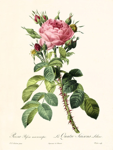 Rosa bifera macrocarpa illustration vintage
 - Photo, image