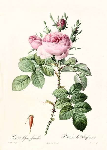 Rosa bifera officinalis vintage illüstrasyon - Fotoğraf, Görsel