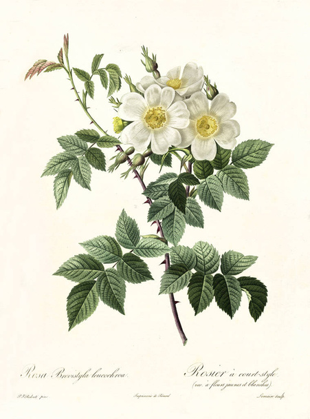 Rosa brevistyla leocochroa vintage illüstrasyon - Fotoğraf, Görsel