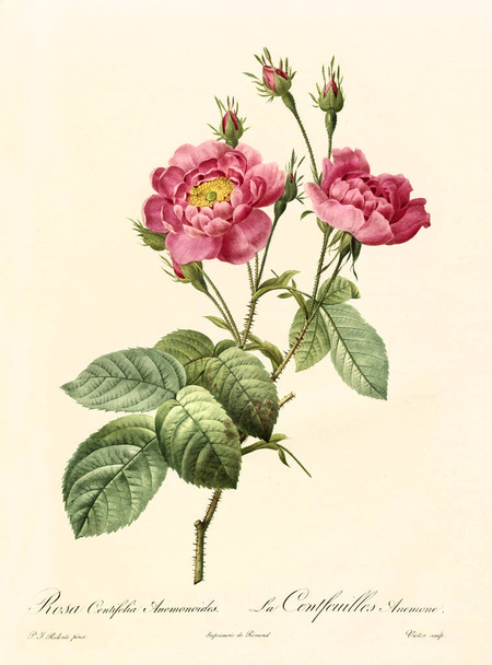 Rosa centifolia anemonoides vintage kuvitus
 - Valokuva, kuva