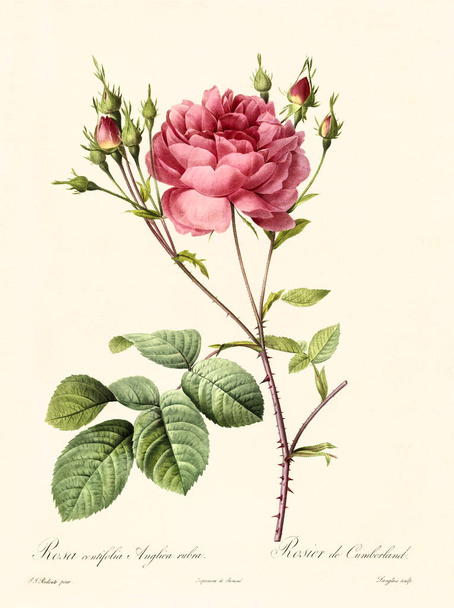 Rosa centifolia anglica rubra vintage kuvitus
 - Valokuva, kuva