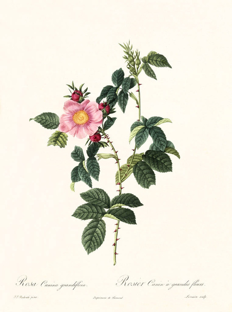 Rosa canina grandiflora vintage illustration - Photo, Image