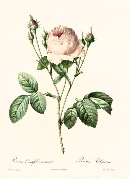 Роза Сентіфолія Carnea старовинна ілюстрація
 - Фото, зображення