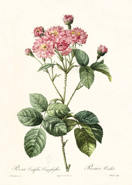 Rosa centifolia caryophyllea vintage illustration - Fotoğraf, Görsel