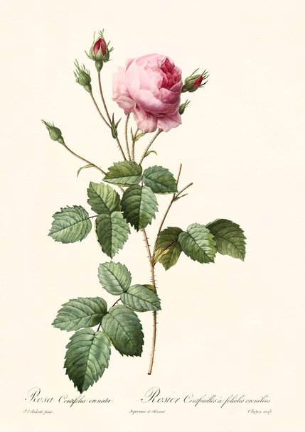 Rosa centifolia creanata vintage illustration - Photo, Image