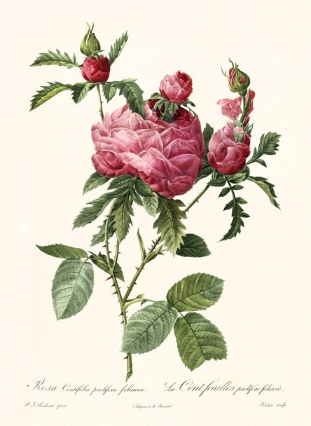 Rosa centifolia prolifera foliacea vintage kuvitus
 - Valokuva, kuva