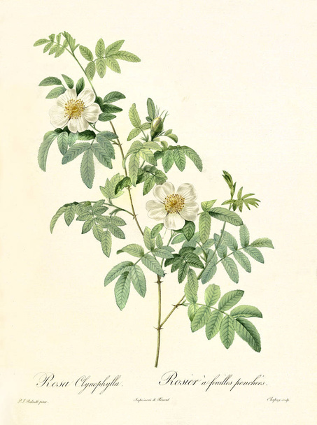 Rosa clinophylla ilustración vintage
 - Foto, imagen