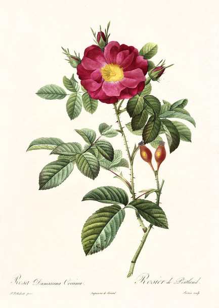 Rosa damascena coccinea vintage illustration - Photo, Image