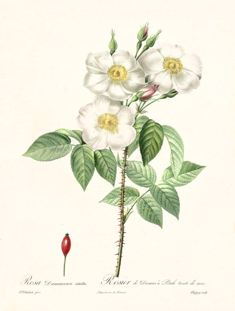 Rosa damascena subalba vintage illustration - Фото, изображение