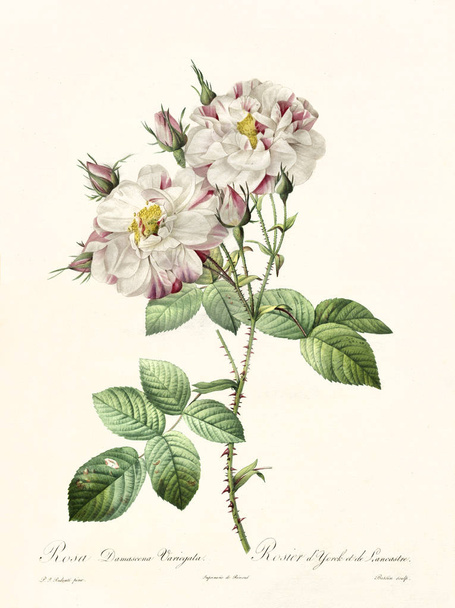 Rosa damascena variegata vintage illustration - Zdjęcie, obraz