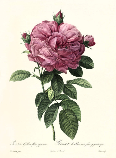 Rosa gallica flore giganteo vintage illustration - Φωτογραφία, εικόνα